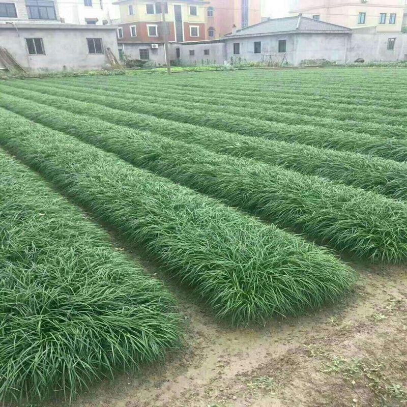 细叶麦冬庭院绿化苗花坛篱笆沿边植物小叶青叶耐寒植物麦冬草常青