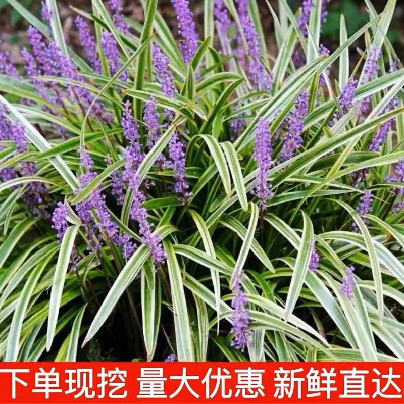 金边麦冬草日本矮麦冬草苗玉龙草庭院绿化四季常青草皮细叶麦冬草图片
