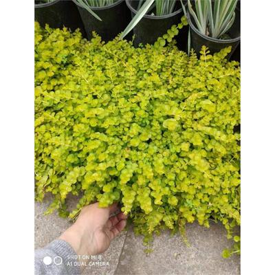 金叶过路黄佛甲草中华景天姬岩垂草庭院绿化植物耐热耐寒好养包活