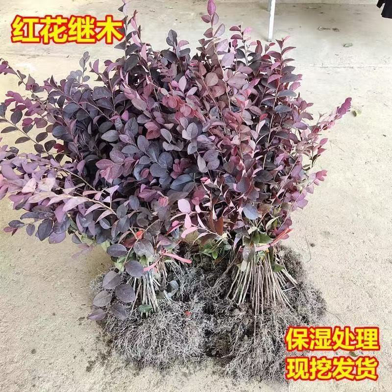 庭院绿化植物四季青花卉红花继木树苗高档灌木观赏绿篱红花继木球