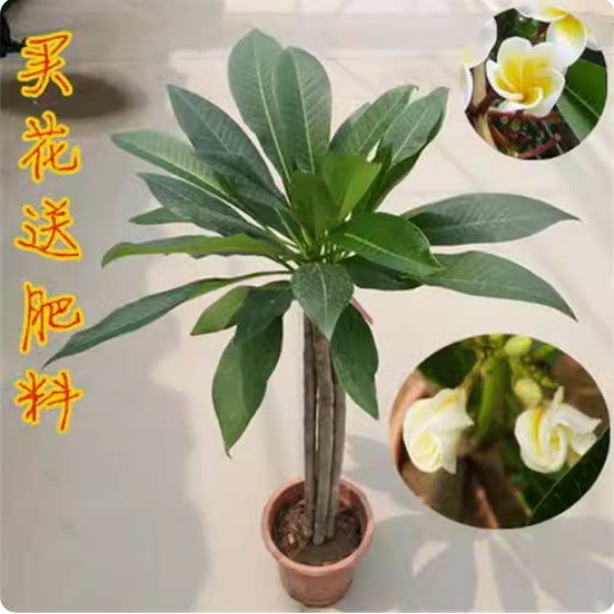 盆栽绿植花卉观叶植物吸醛鸡蛋花苗 精品盆栽花卉鸡蛋花树苗名