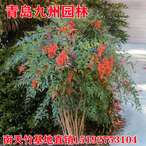 南天竹苗红叶南天盆景四季常青