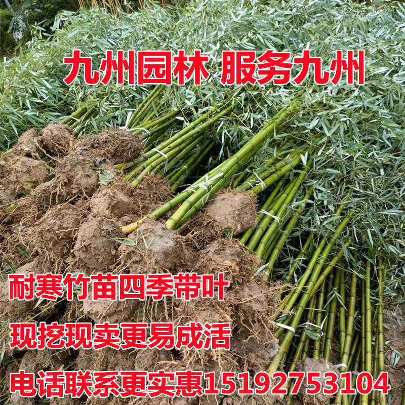 竹子苗庭院室外植物室内盆栽观赏紫竹黄金竹阳台种植工程行道绿化