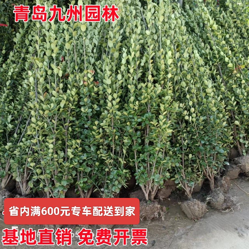 北海道黄杨绿篱苗基地四季常绿苗