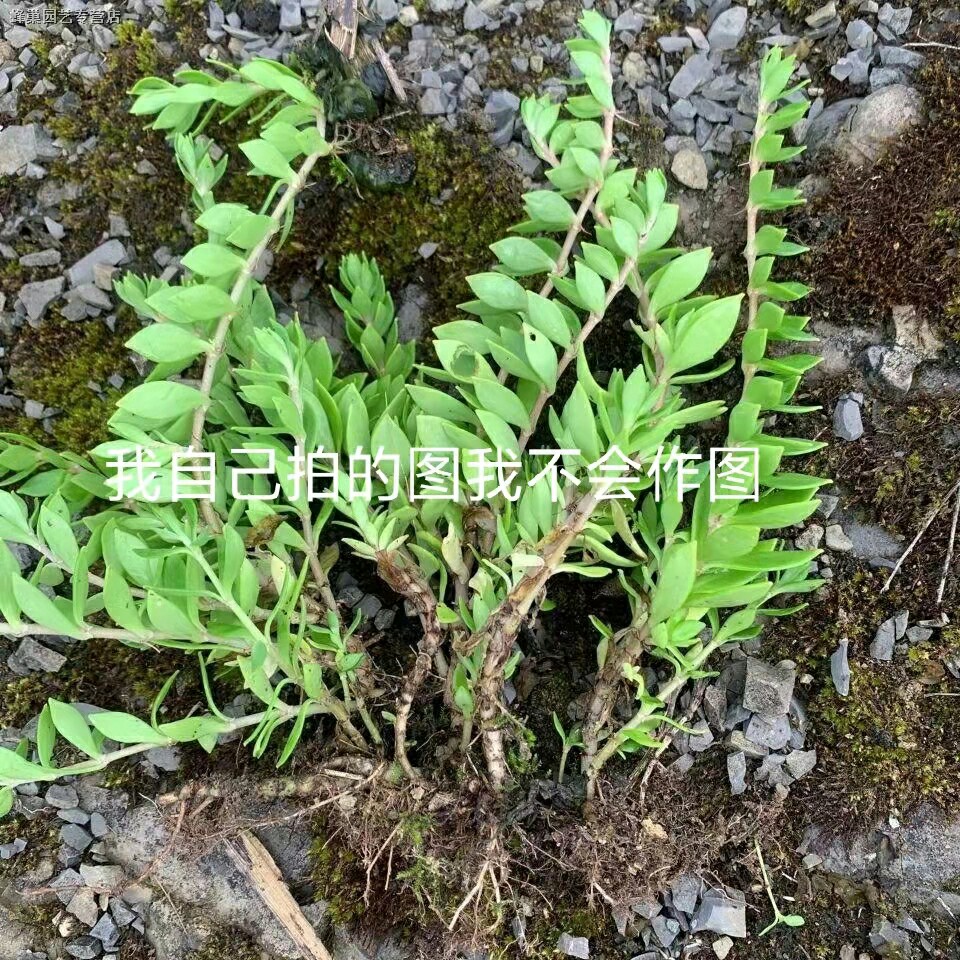 垂盆草新鲜盆栽可食多肉绿植物四季常青耐寒旱吊兰圆叶花卉包邮活