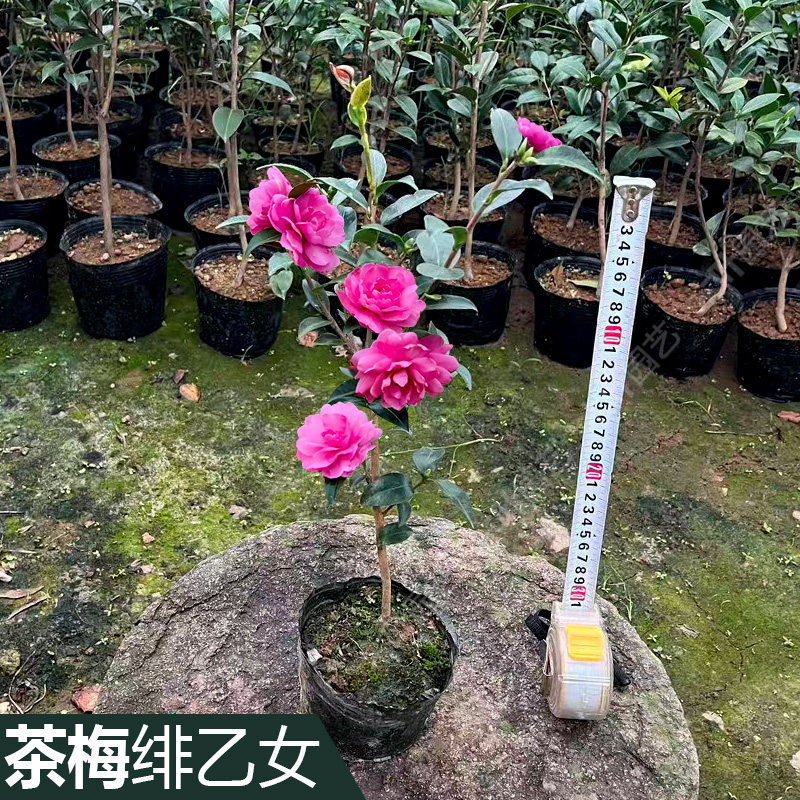 绯乙女茶梅 红乙女 基地直发品种保证原盆土庭院盆栽阳台好养绿植,鲜花速递/花卉仿真/绿植园艺,绣球/木绣球/木本植物,淘宝优惠券,粉丝福利购,淘宝优惠卷
