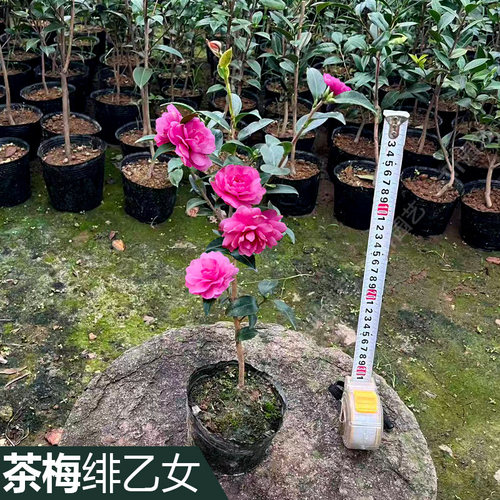 绯乙女茶梅 红乙女 基地直发品种保证原盆土庭院盆栽阳台好养绿植