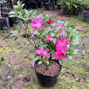 皋月杜鹃 花瓶杜鹃稀有品种夏日四季常青耐热耐庭院室外绿植清仓