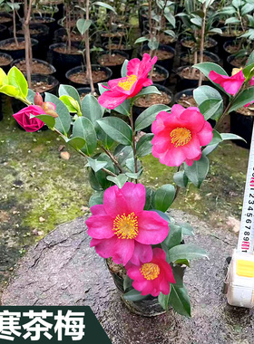 立寒茶梅山茶花红色原盆土树苗盆栽四季庭院室外绿植耐寒品种保证