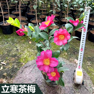 立寒茶梅山茶花红色原盆土树苗盆栽四季庭院室外绿植耐寒品种保证