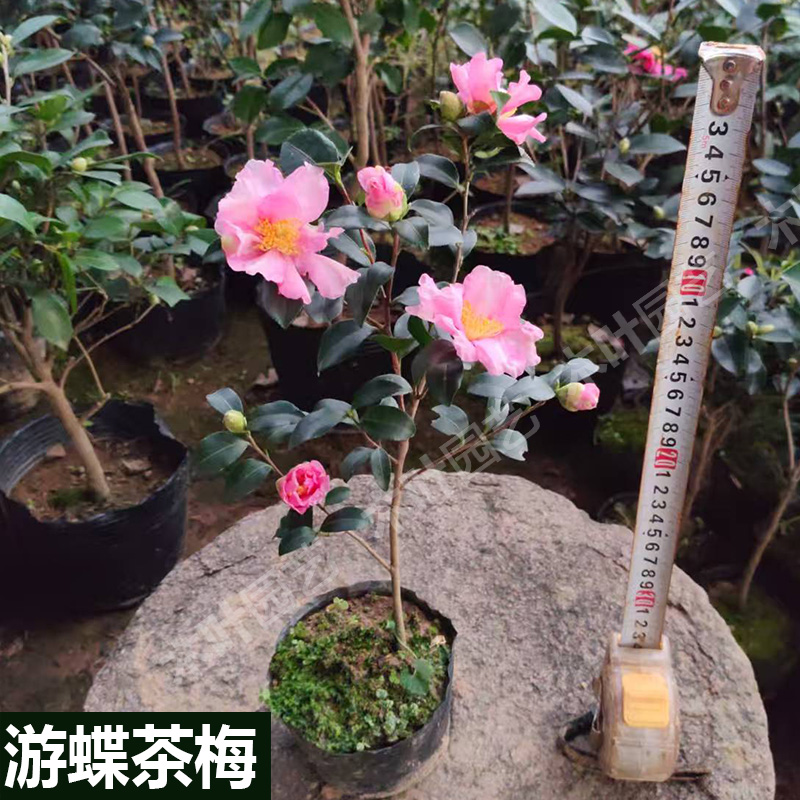 茶梅粉色山茶花品种保证原盆土