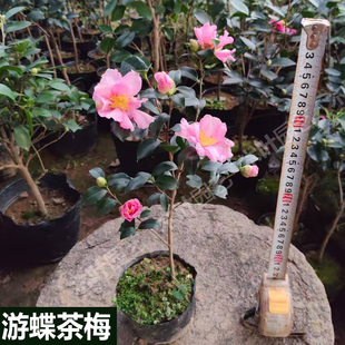 游蝶茶梅 粉色山茶花品种保证原盆土阳台四季绿植庭院室内外盆栽