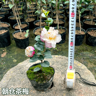 朝仓茶梅 山茶花正宗品种保证原盆土阳台绿植庭院室内外盆栽树苗