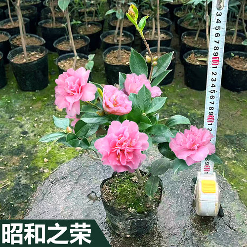 昭和之荣茶梅粉色山茶花原盆土树苗盆栽四季庭院绿植耐寒品种保证