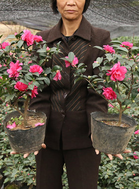 茶梅庭院绿植茶花四季