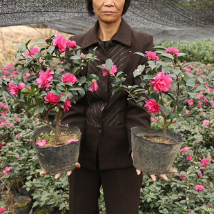 茶梅花苗树小玫红茶梅球品种茶梅发货山茶花盆栽盆景庭院四季绿植