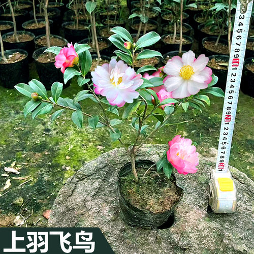 茶梅山茶花品种保证原盆土