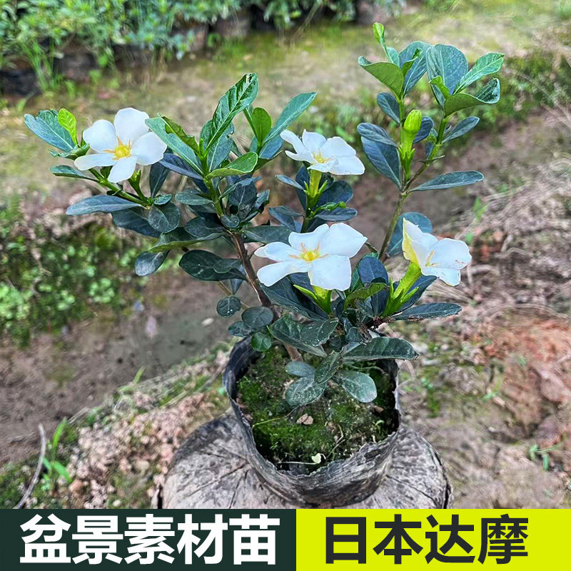 日本品种 达摩栀子花 圆叶单瓣栀子室内四季盆景绿植花卉开花结果