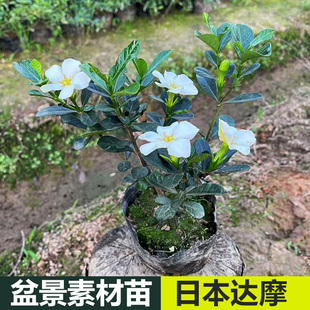 日本品种 达摩栀子花 圆叶单瓣栀子室内四季盆景绿植花卉开花结果