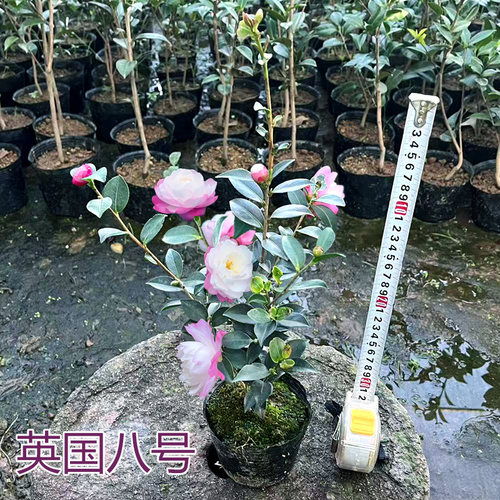 英国八号茶梅山茶花盆栽