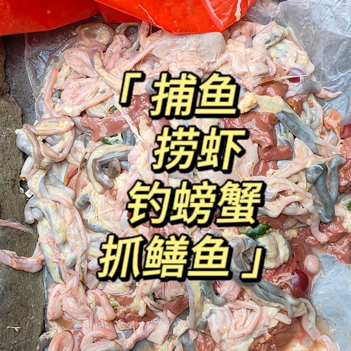 龙虾诱饵新鲜鸡肠子未捅钓黄辣丁龙虾打窝黄鳝诱饵螃蟹黄刺鱼饵料图片