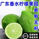 正宗廣東香水檸檬江門奶茶店專用香檸檬一級果新鮮無籽青商用批發