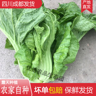 四川成都新鲜泡青菜 酸菜鱼泡酸菜自种大叶青菜芥菜宽帮青菜包邮