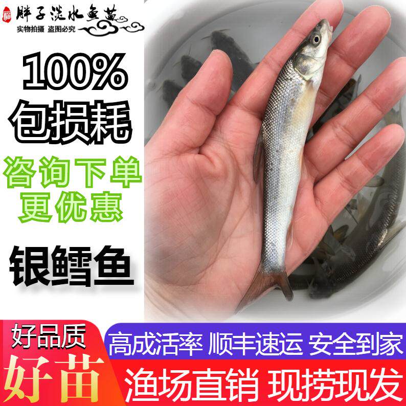 银鳕鱼苗淡水活体养殖大鳞鲃鱼苗淡水鱼苗活体鲫鱼苗草鱼苗翘嘴鱼