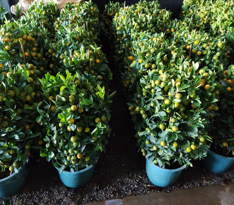 年宵花卉金桔蝴蝶兰大花蕙兰北美冬青室内大中型绿植昆明同城配送,鲜花速递/花卉仿真/绿植园艺,大型绿植/成品组合盆栽,淘宝优惠券,粉丝福利购,淘宝优惠卷