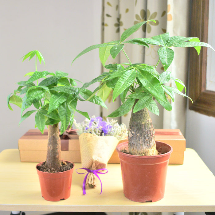 小发财树家养卧室花卉小观赏植物 室内客厅桌面吸水绿植小盆栽