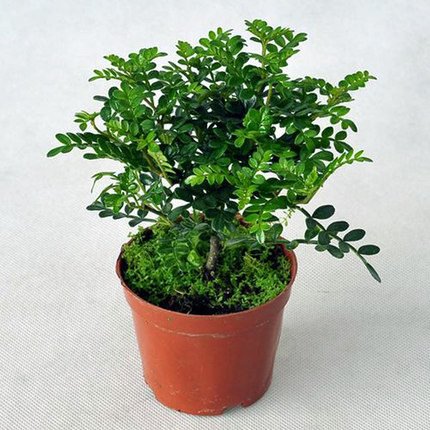 清香木 胡椒木 树苗办公室桌面绿植常青提神益脑防蚊虫净化空气