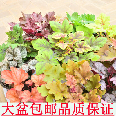 矾根盆栽花卉虎耳草阳台花苗绿植