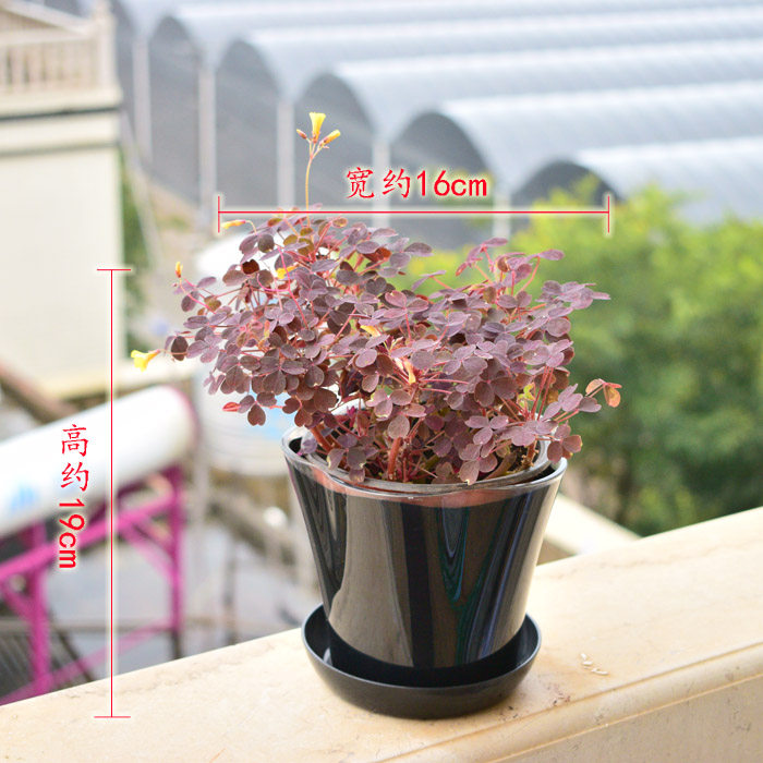 小红枫熔岩酢浆草阳台庭院室内外好养喜阳开花绿植小盆栽