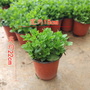 驱蚊草盆栽包邮价格