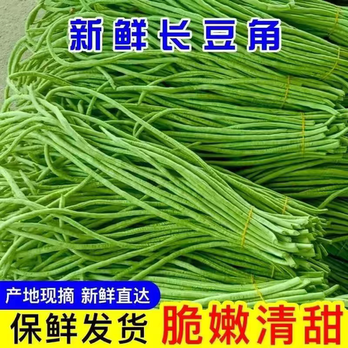 长豆角豇豆河南大棚非露天豇豆长嫩脆绿包邮产地现摘现发新鲜蔬菜