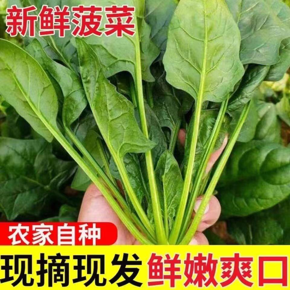 现挖农家自种波菜5小菠菜新鲜红根菜绿色蔬菜青菜嫩叶子整箱包邮9