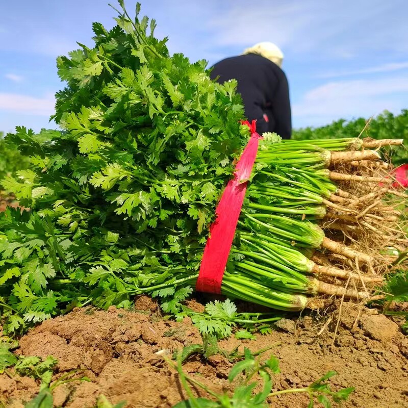 2026香菜新鲜蔬菜带根铁杆小叶苗芫荽菜火锅青菜当季现挖现发包邮