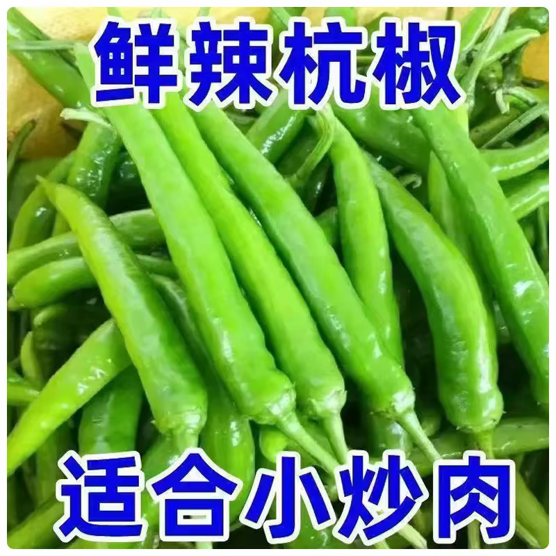 新鲜青杭椒现摘薄皮青椒正宗杭椒土辣椒开胃辣青椒时令蔬菜下饭菜