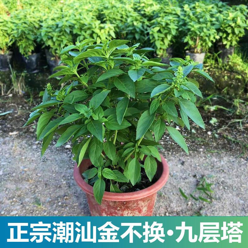 九层塔盆栽可食用三杯鸡擂茶罗勒潮汕金不换 鲜花速递/花卉仿真/绿植园艺 绿植 原图主图