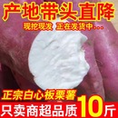 正宗白心红薯板栗薯红皮白薯地瓜新鲜粉糯干面栗子白瓤番薯礼盒装