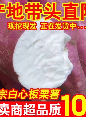 正宗白心红薯板栗薯红皮白薯地瓜新鲜粉糯干面栗子白瓤番薯礼盒装