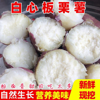 正宗农家白心红薯新鲜现挖板栗薯农家红皮白瓤香甜番薯地瓜山芋