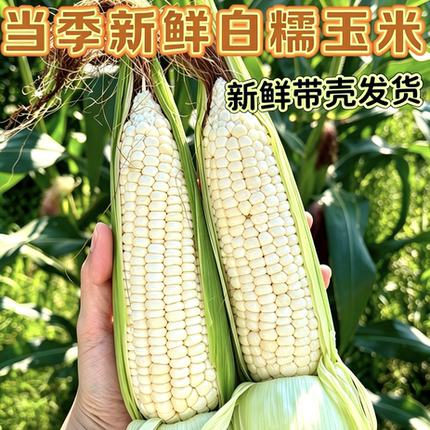 【重庆白糯玉米】现摘新鲜白糯玉米0脂肪低卡带壳粘玉米农家自摘