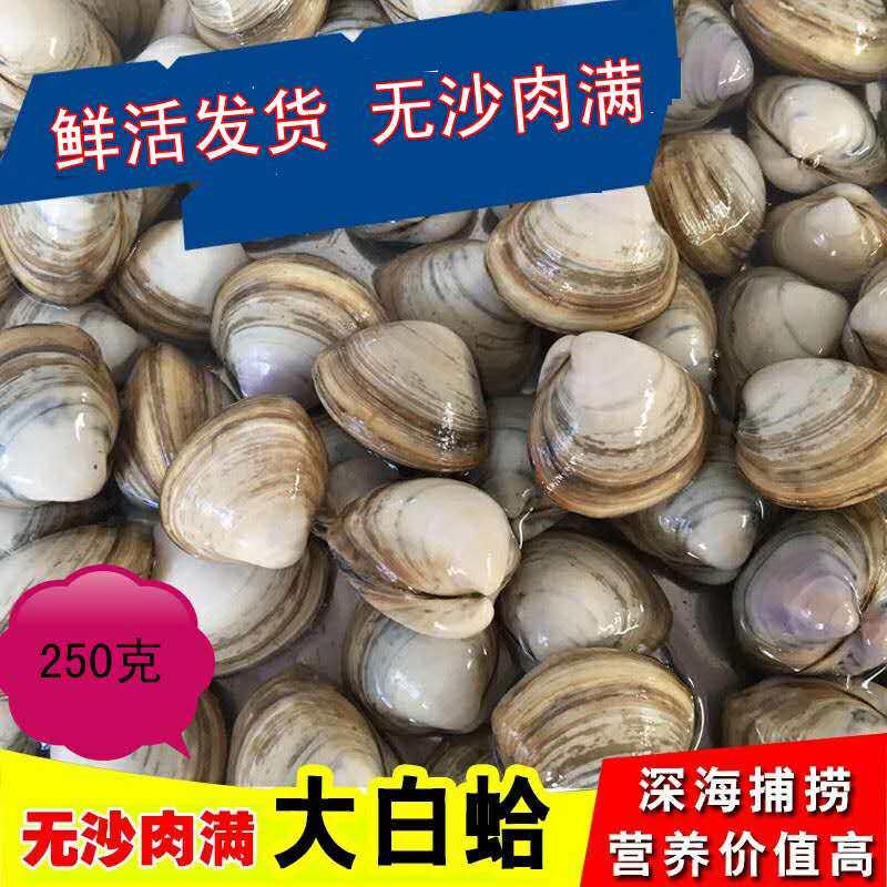 连云港特产海鲜水产鲜活贝类白蛤蛤蜊蚬子白蛤蜊海蛤蜊烧烤