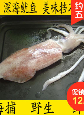 新鲜铁板鱿鱼鲜活平价海鲜大鱿鱼