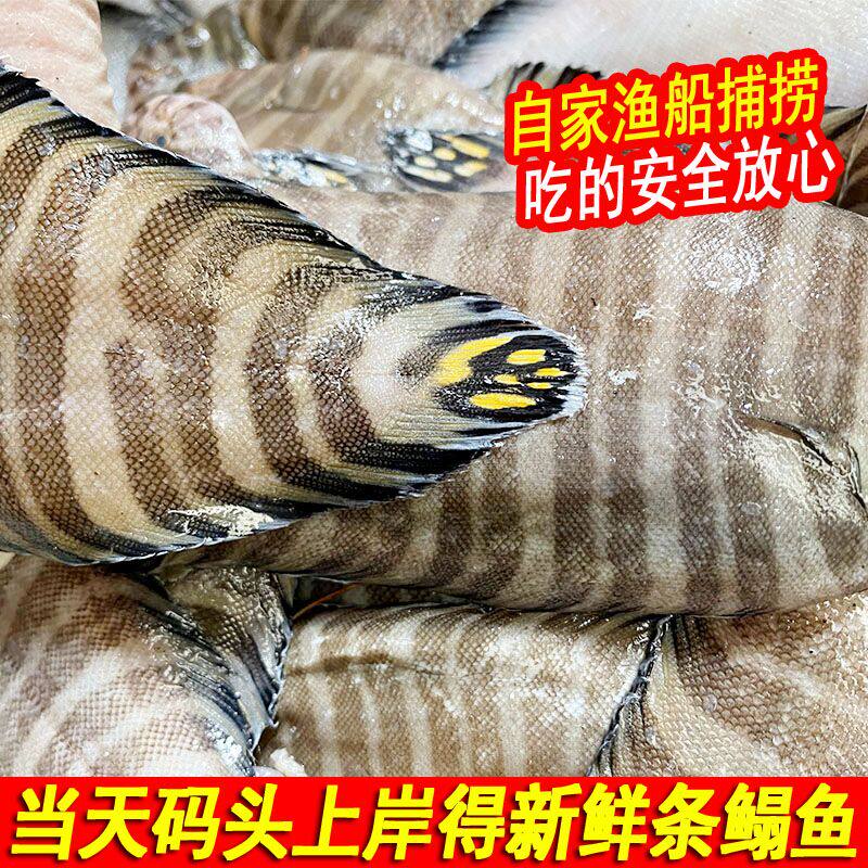 本地海捕新鲜花色龙利鱼踏板鱼水产食用花平鱼条纹踏板鱼500g