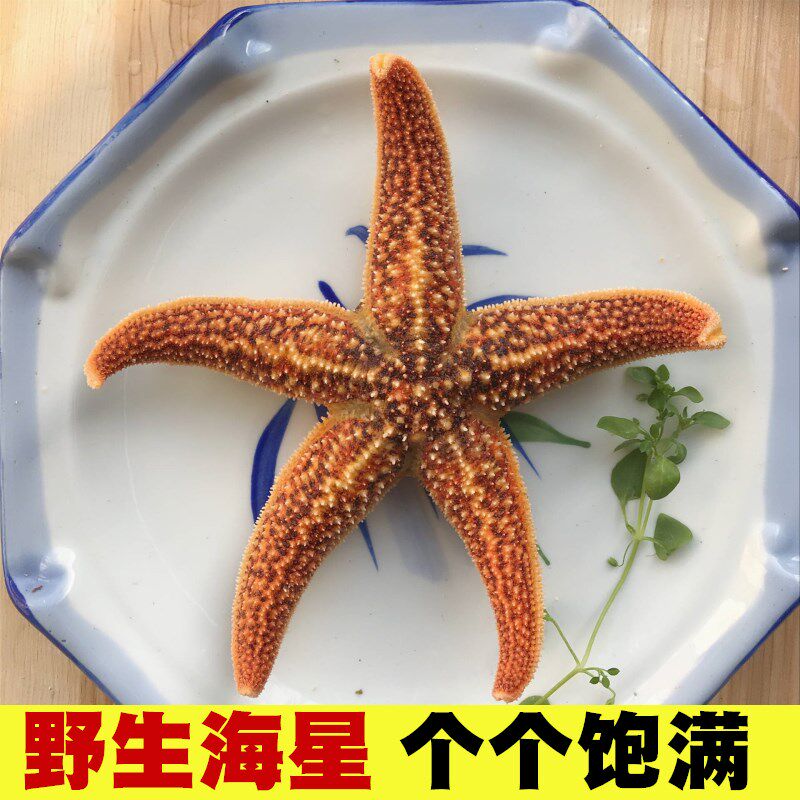 海星250g海鲜水产鲜活大海星新鲜五角星冷冻海产品满籽海五星
