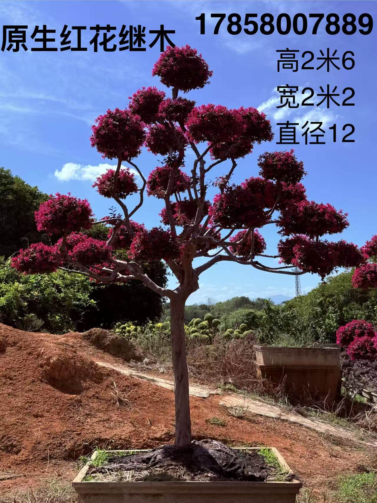 红花继木别墅庭院造型树原生常红