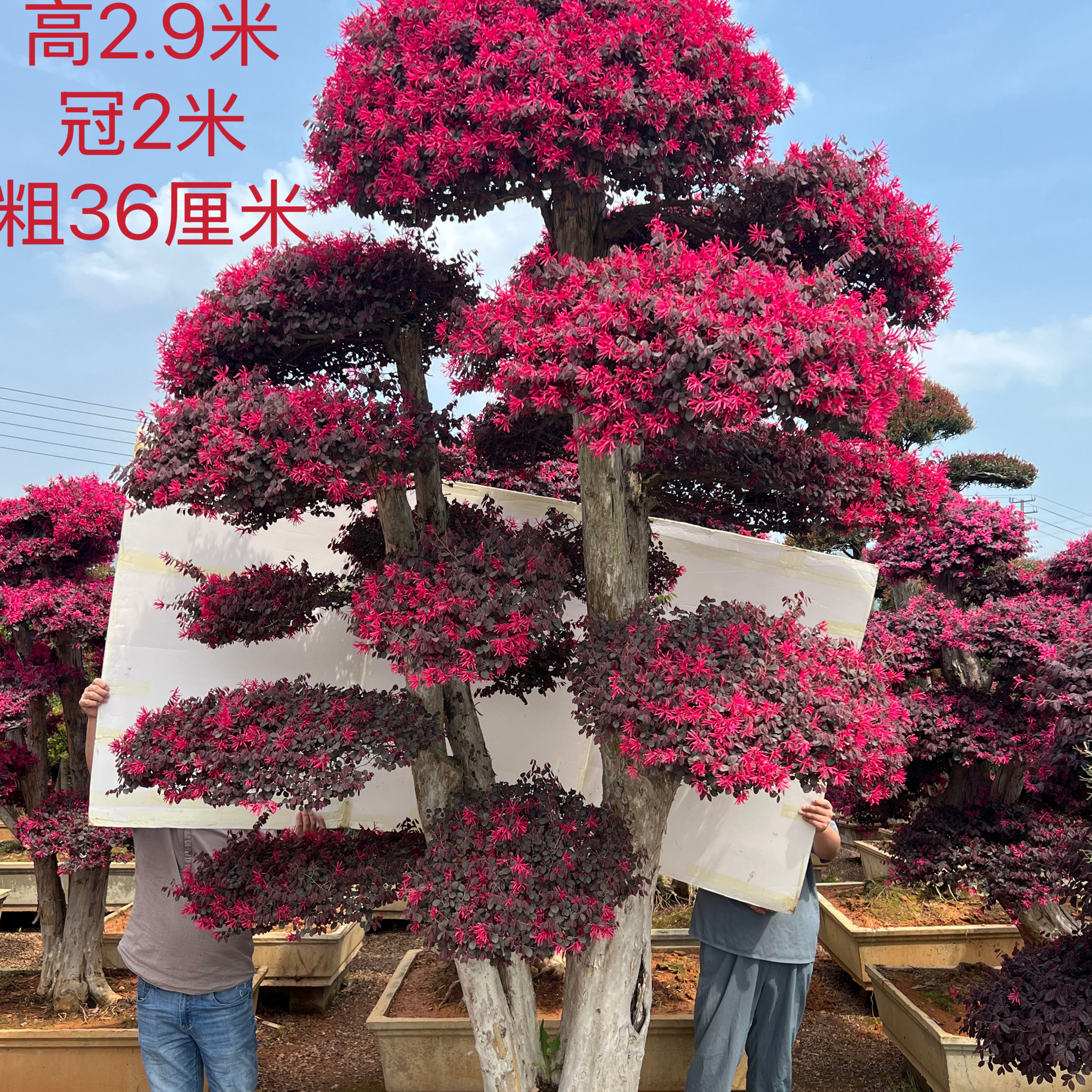 春秋季开花红花继木观叶别墅庭院