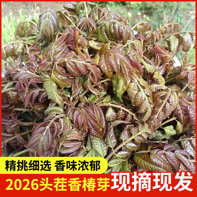 2026头茬陕西现货香椿芽新鲜香春芽菜香椿芽叶红油香椿头500g包邮
